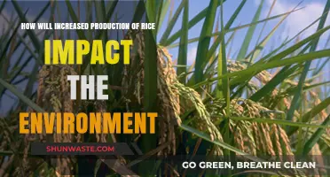 Rice Production Surge: Environmental Impacts and Sustainability Challenges