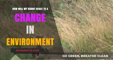 Rabbit Reactions: Navigating Environmental Changes and Their Impact