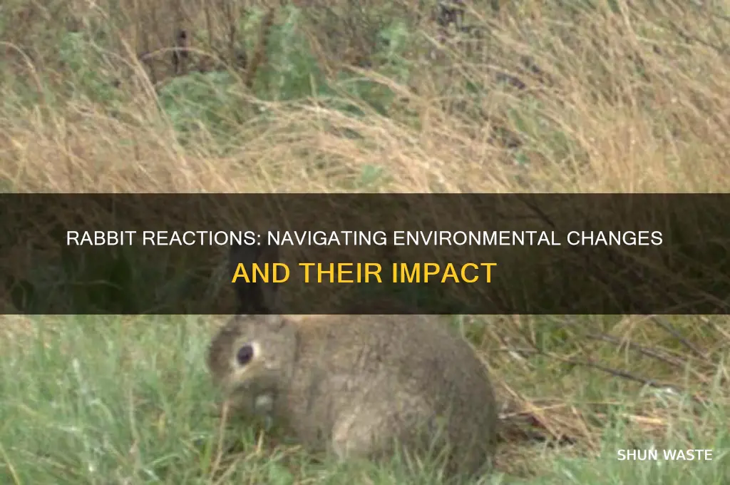 how will my rabbit react to a change in environment