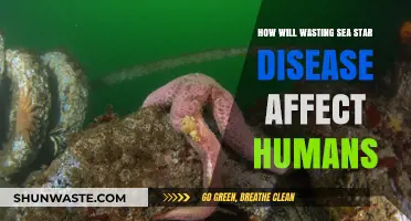 Sea Star Wasting Disease: Impacts on Ecosystems and Human Interests