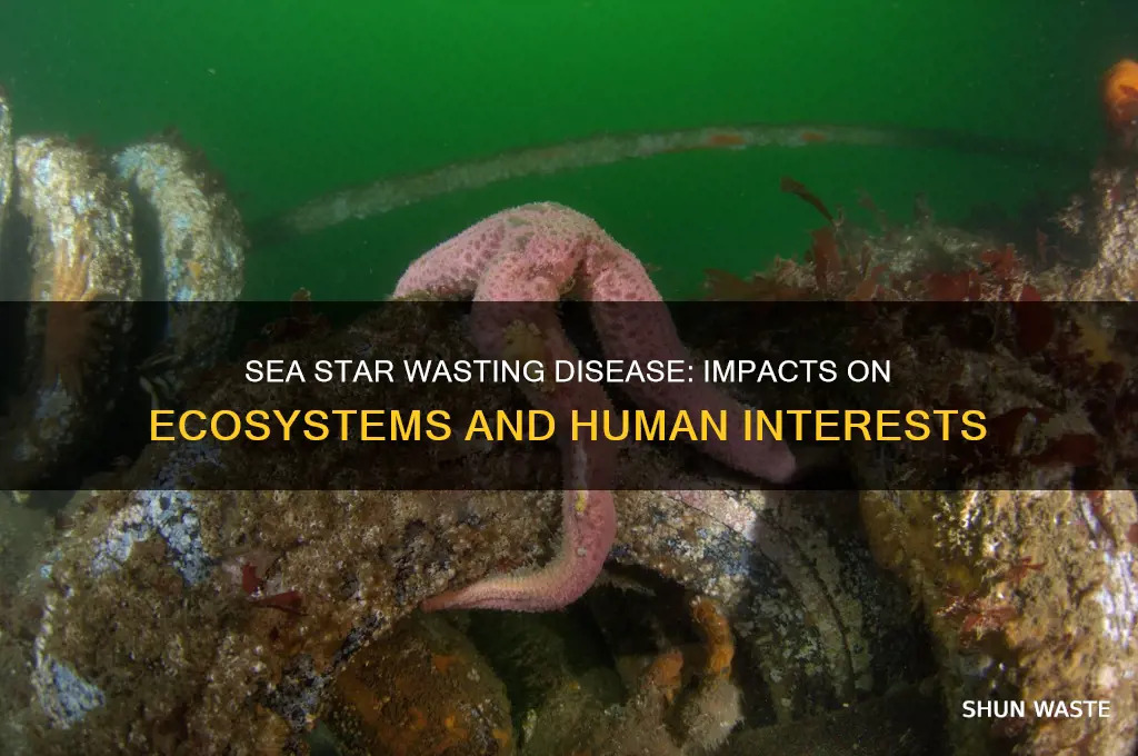 how will wasting sea star disease affect humans