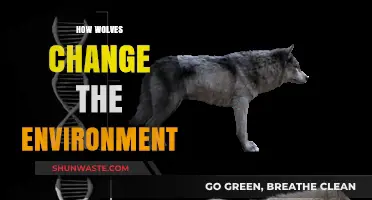 How Wolves Reshape Ecosystems and Transform Natural Environments