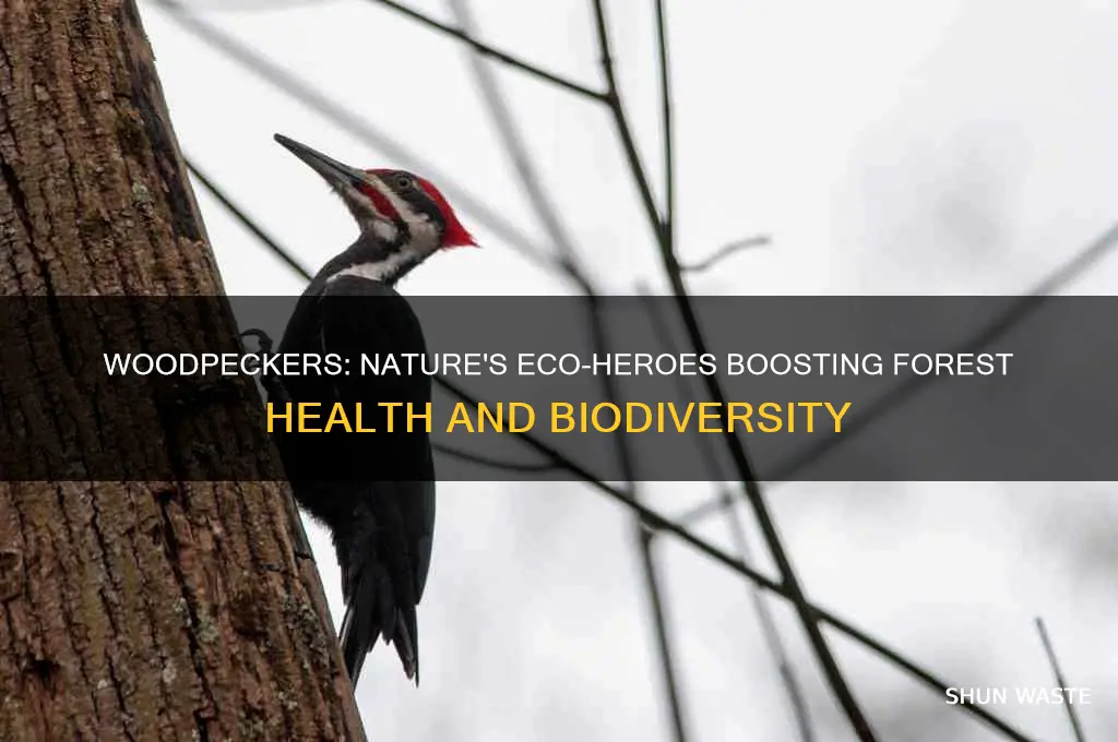 how woodpeckers are good for the environment