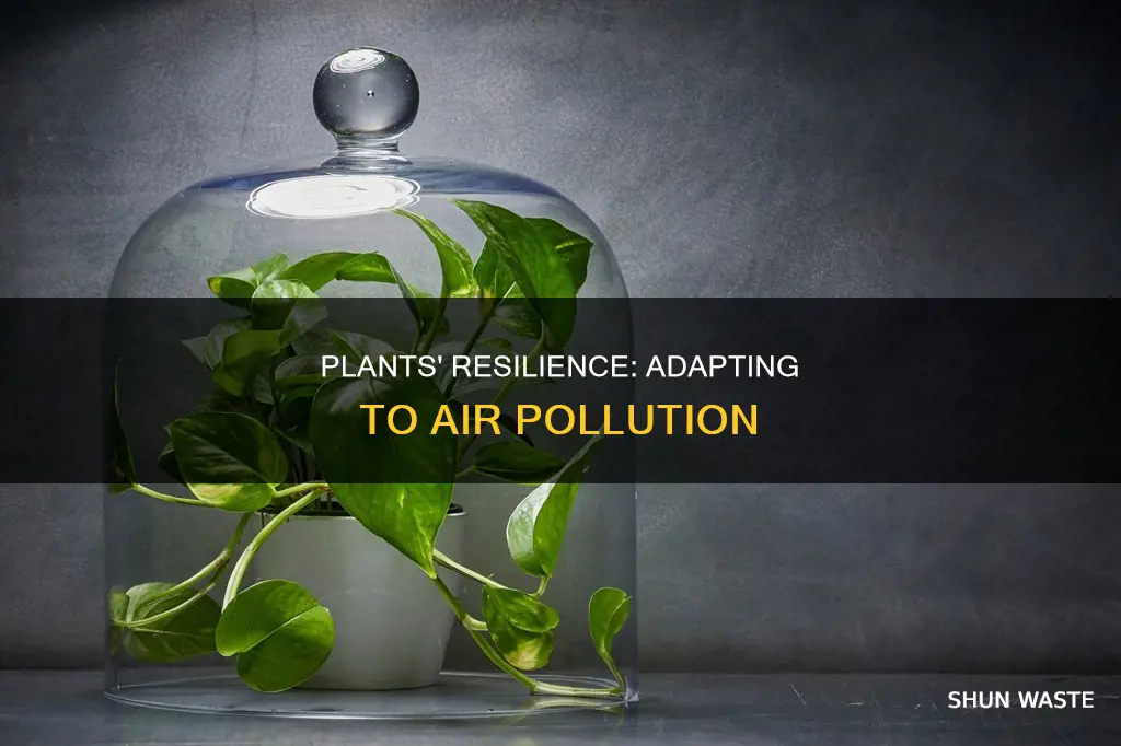 how would a plant adapt to air pollution