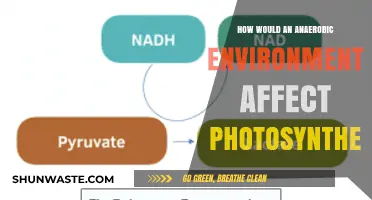 Anaerobic Conditions: Impacts on Photosynthesis and Plant Survival Strategies