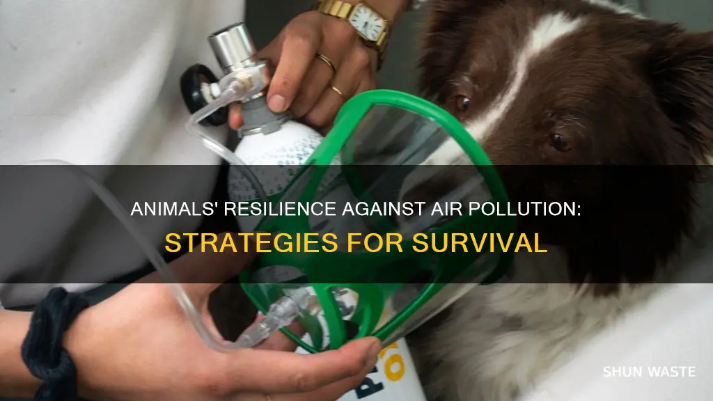 how would an animal adapt to air pollution
