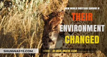 Cheetahs' Survival Strategies: Adapting to Changing Environments and Challenges
