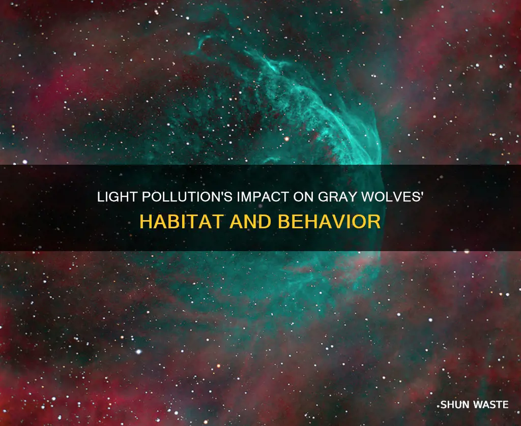 how would does light pollution affect a gray wolf