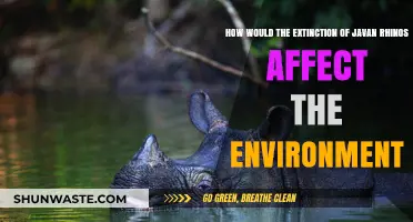 Javan Rhino Extinction: Environmental Impacts and Ecosystem Consequences Explored