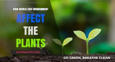 Exploring Environmental Impacts: How Surroundings Shape Plant Growth and Health