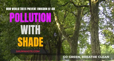 Shade-Giving Trees: Air Pollution's Natural Foe