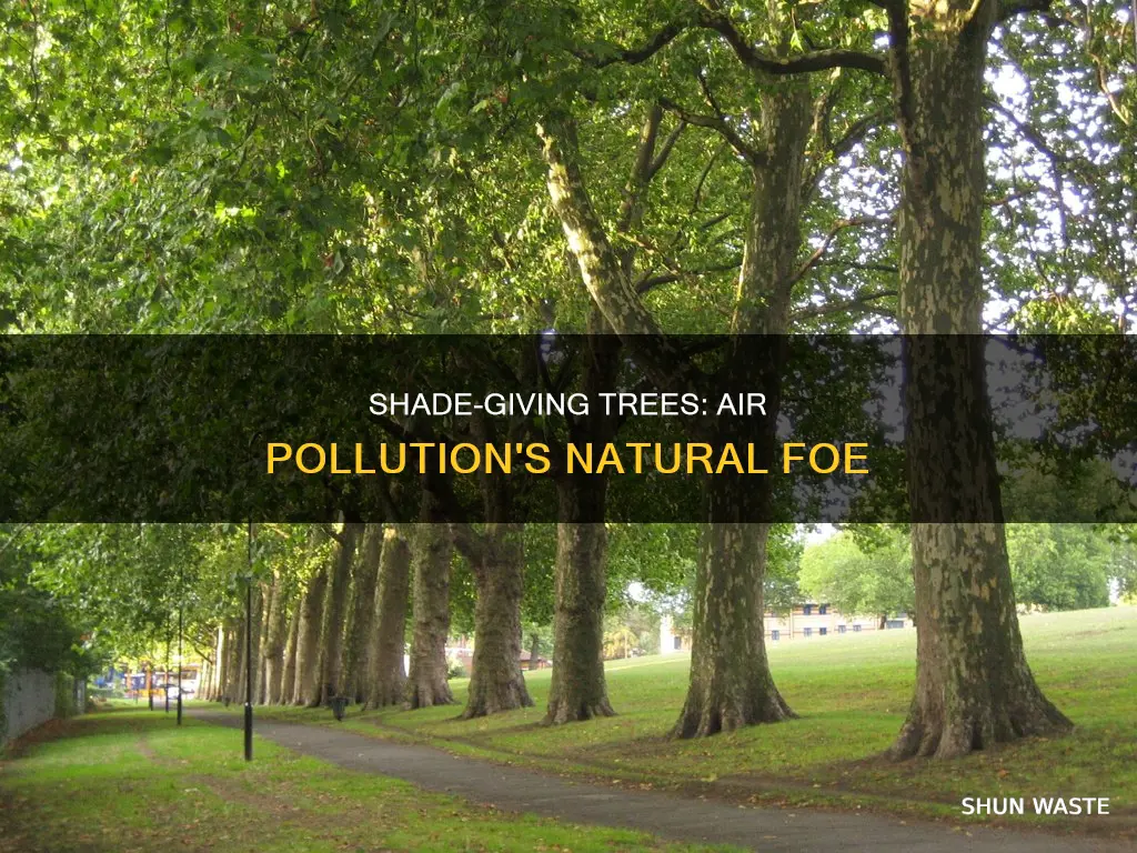 how would trees prevent emission of air pollution with shade
