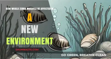 Zebra Mussels' Impact and Adaptation in New Aquatic Ecosystems