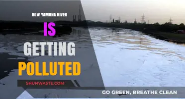 Yamuna's Pollution: A River's Plight