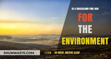 Grassland Fires: Environmental Harm or Natural Ecosystem Revival?