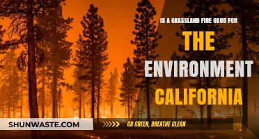 Grassland Fires in California: Environmental Boon or Ecological Disaster?