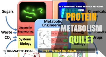 Understanding Metabolic Waste from Protein Metabolism: A Quilet Guide