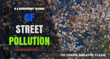 Serviceberry: Street Pollution-Tolerant Tree?