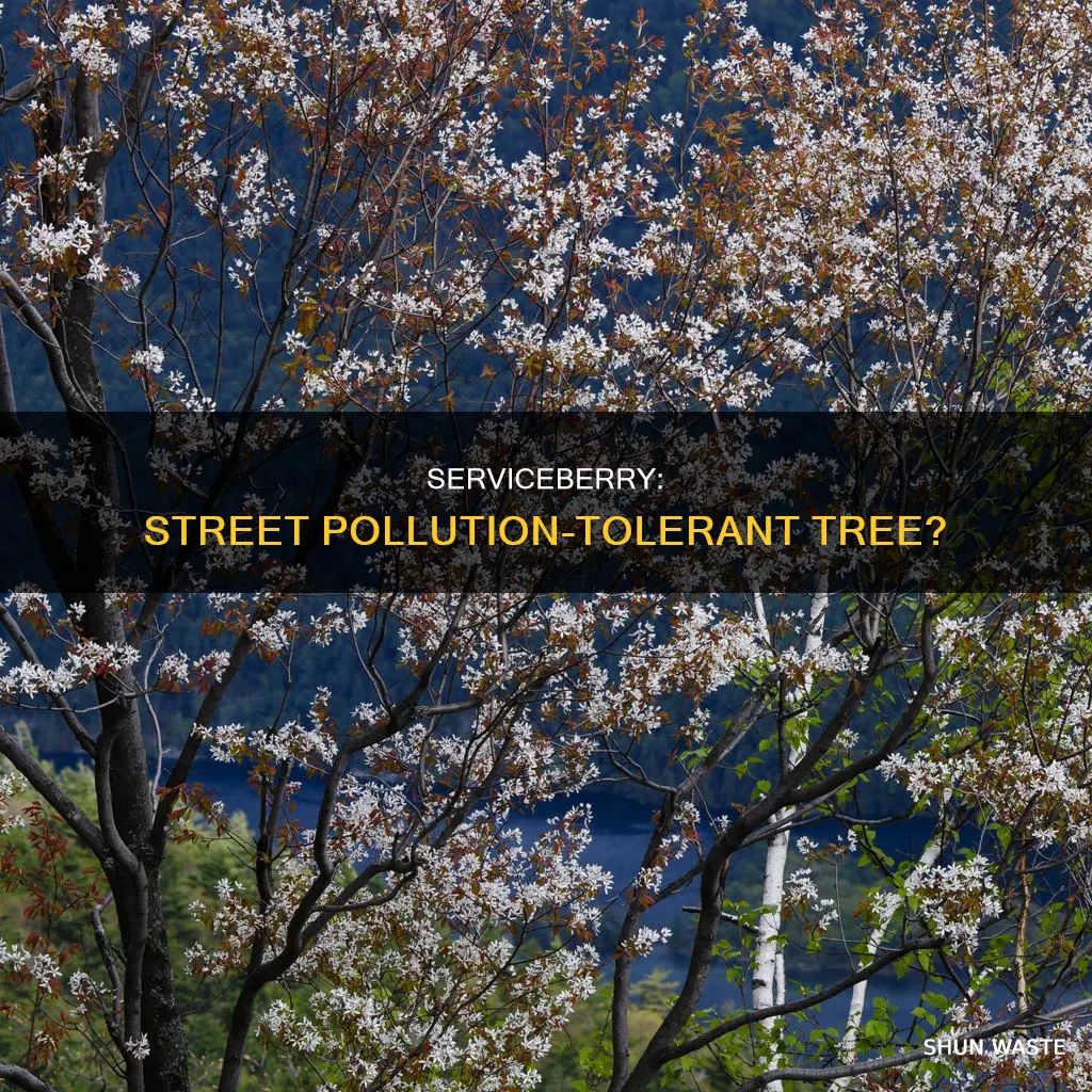 is a serviceberry tolerant of street pollution
