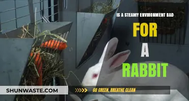 Steamy Surroundings: Are They Harmful to Your Rabbit's Health?