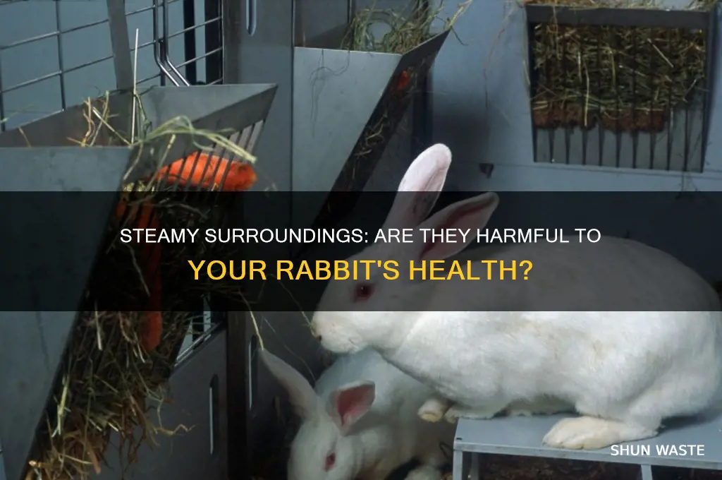 is a steamy environment bad for a rabbit