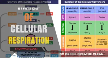 Unveiling the Role of Carbon Dioxide as a Cellular Respiration Byproduct