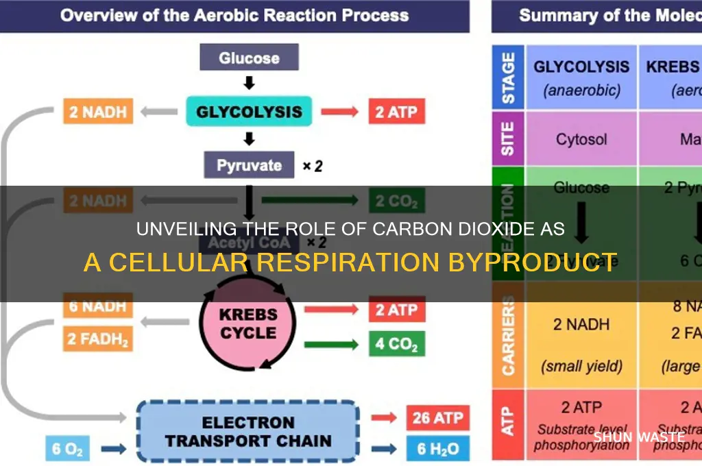 is a waste product of cellular respiration