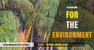 Is Acai Harming Our Planet? Environmental Impact Explored