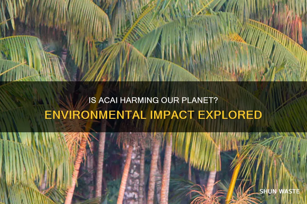 is acai bad for the environment