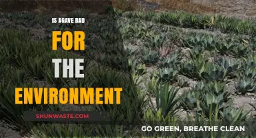 Is Agave Eco-Friendly? Uncovering Its Environmental Impact and Sustainability