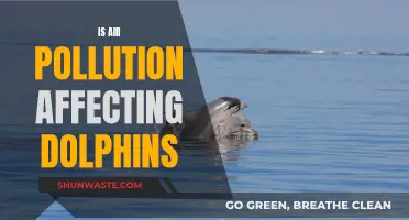 How Air Pollution Impacts Dolphins' Health and Habitat
