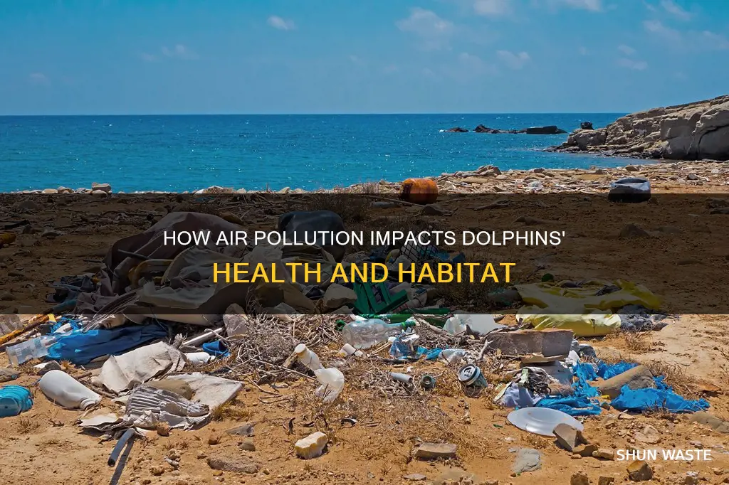 is air pollution affecting dolphins