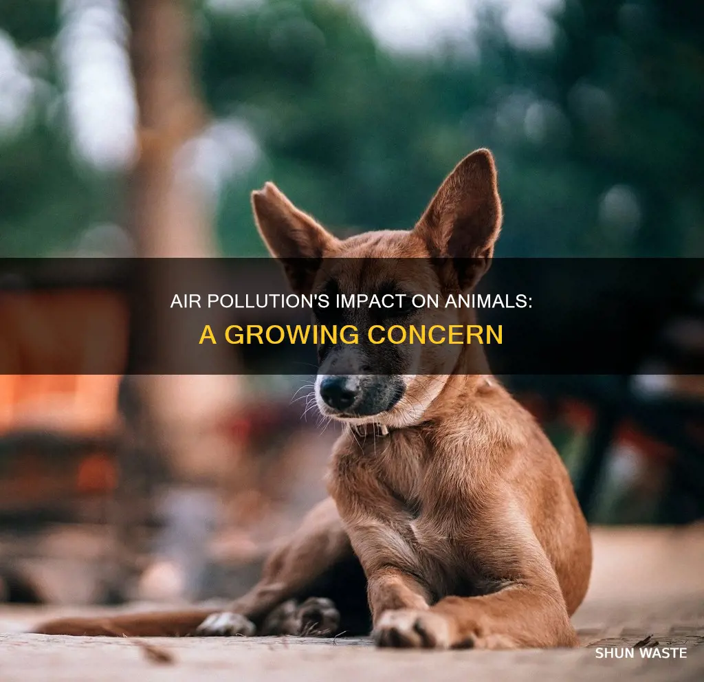 is air pollution bad for animals