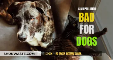 Air Pollution's Impact: Are Our Dogs at Risk?