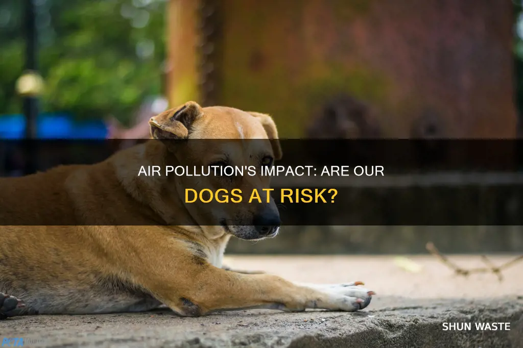 is air pollution bad for dogs
