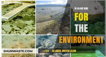 Is Algae Harmful or Helpful to Our Environment?