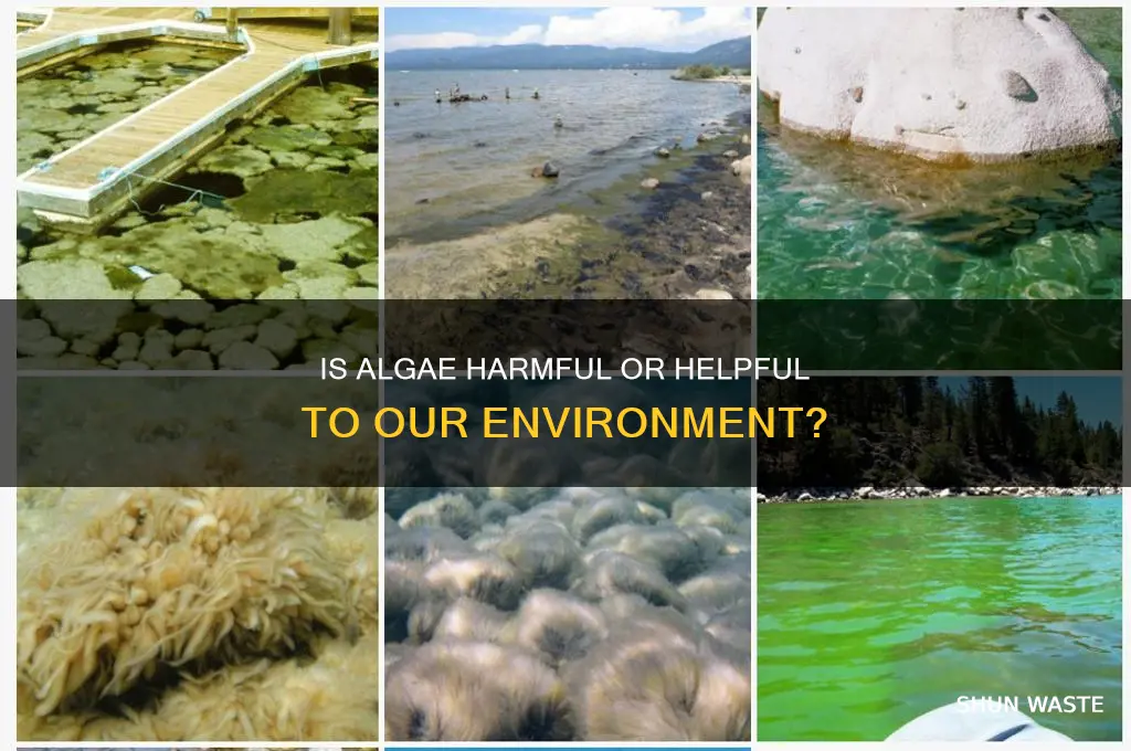 is algae bad for the environment