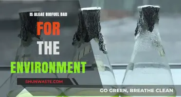 Is Algae Biofuel Eco-Friendly or an Environmental Hazard?