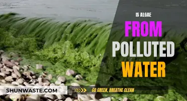 Unveiling the Truth: Can Algae Thrive in Polluted Waters?