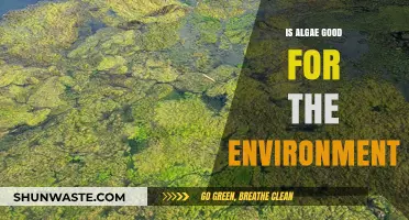 Algae's Environmental Impact: Benefits, Challenges, and Sustainable Solutions Explored