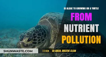Algae Growth on Turtles: Nutrient Pollution's Impact