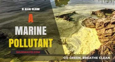 Algal Bloom: A Marine Pollutant or Natural Wonder?