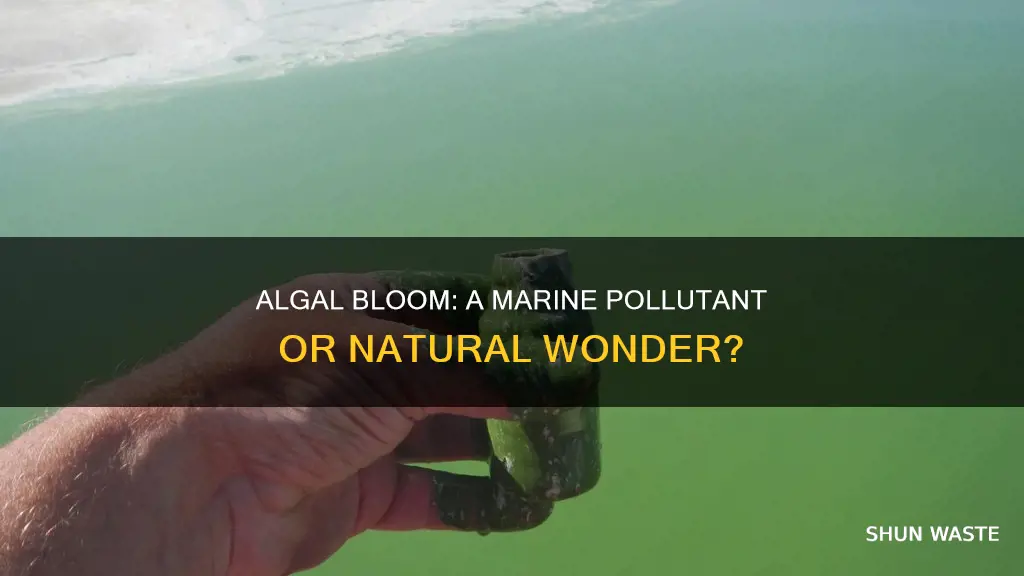 is algal bloom a marine pollutant