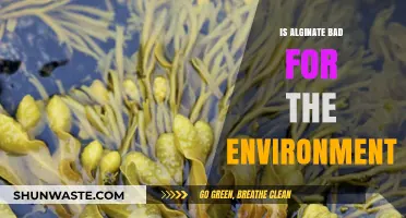 Is Alginate Eco-Friendly? Environmental Impact and Sustainability Concerns