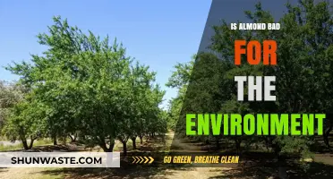 Almond's Environmental Impact: Sustainable Choice or Ecological Concern?