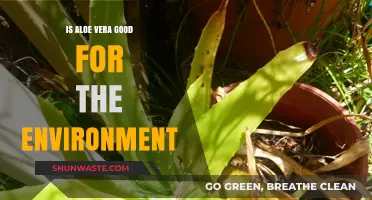 Aloe Vera's Eco-Friendly Impact: Benefits and Environmental Sustainability Explained