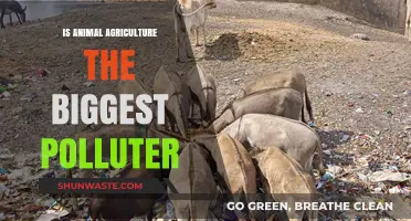 Animal Agriculture: A Major Polluter?
