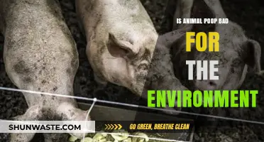 Animal Waste Impact: Environmental Concerns and Sustainable Solutions Explored