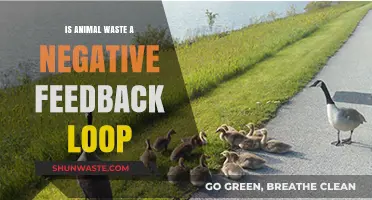 Animal Waste's Role in Negative Feedback Loops: Environmental Impact Explored
