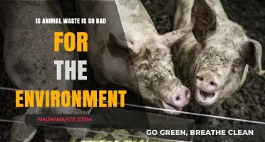 Animal Waste's Environmental Impact: Uncovering the Hidden Ecological Consequences